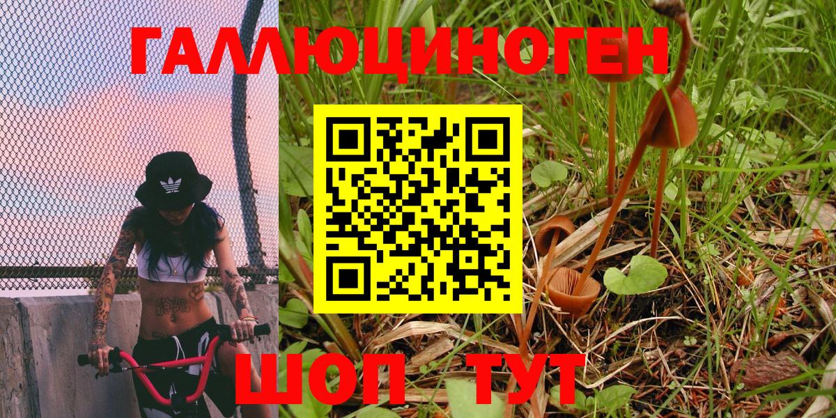 Галлюциногенные грибы Psilocybe Михайловск